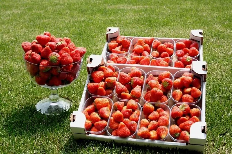 Farm stay Corte Breda, Agriturismo Bed&Breakfast Chiari Italy